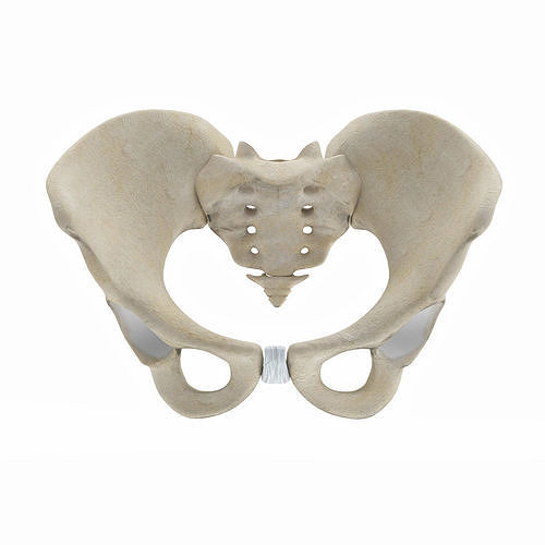 Female Pelvis 3D model