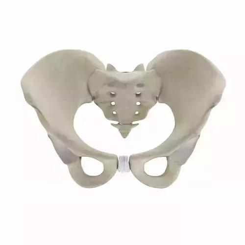 Female Pelvis 3D model