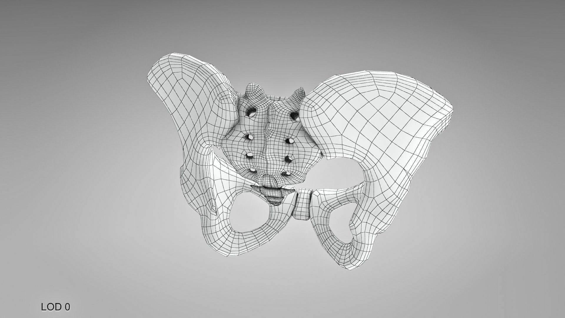 Female Pelvis 3D model_12