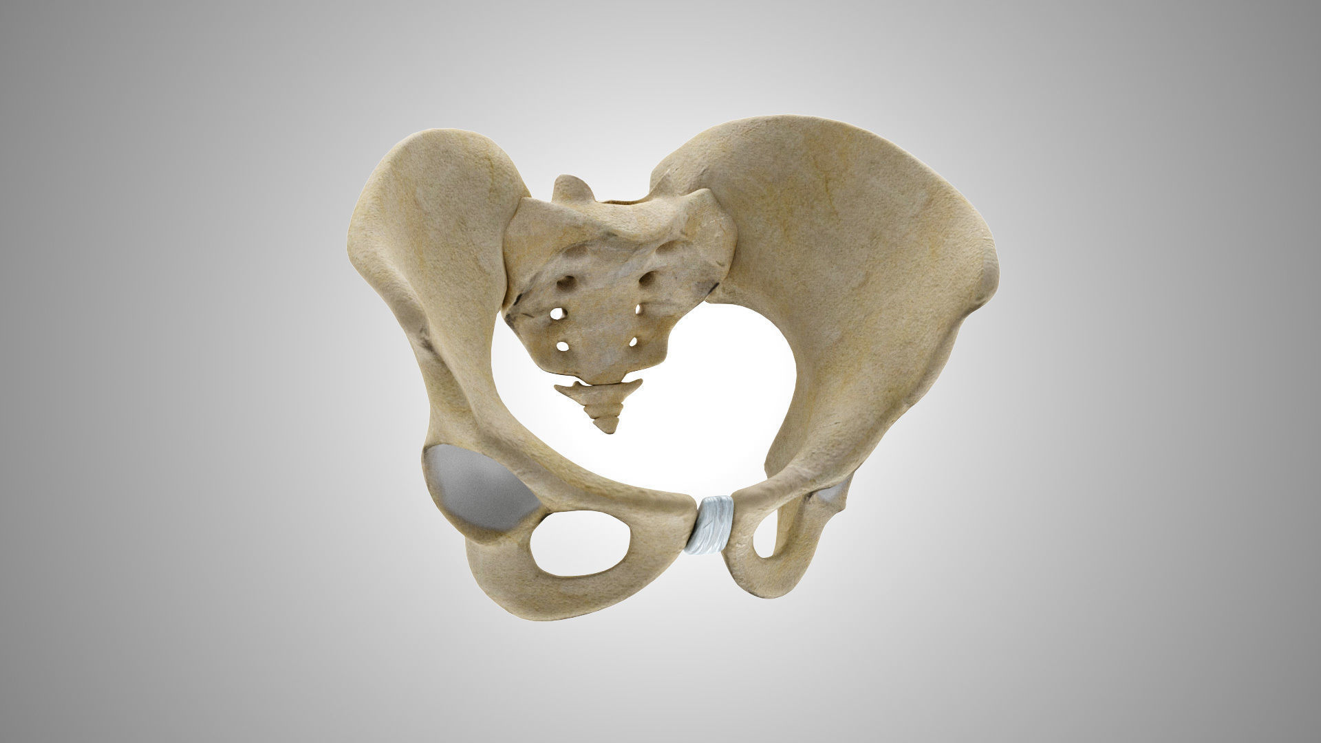 Female Pelvis 3D model_2
