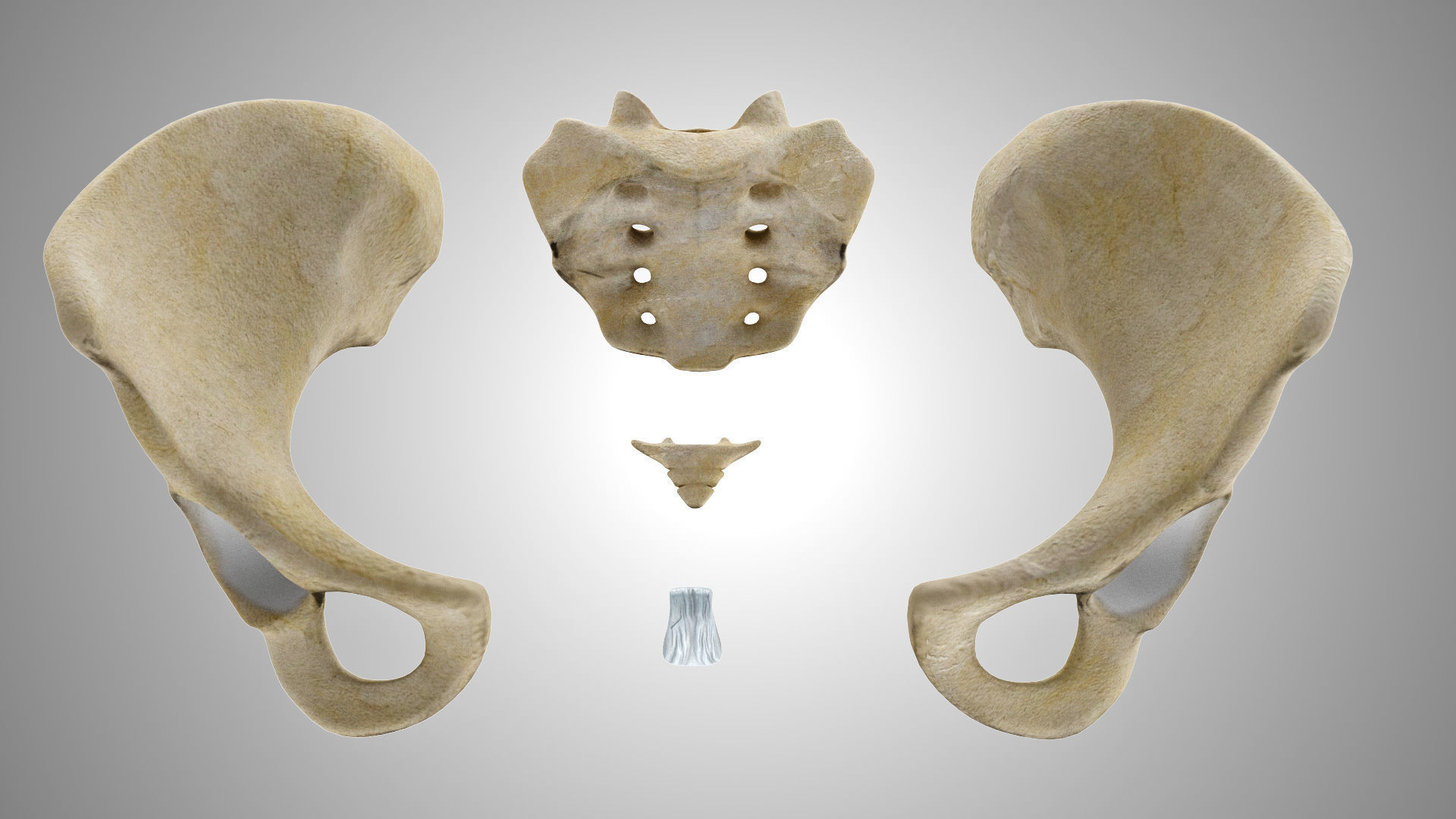 Female Pelvis 3D model_6