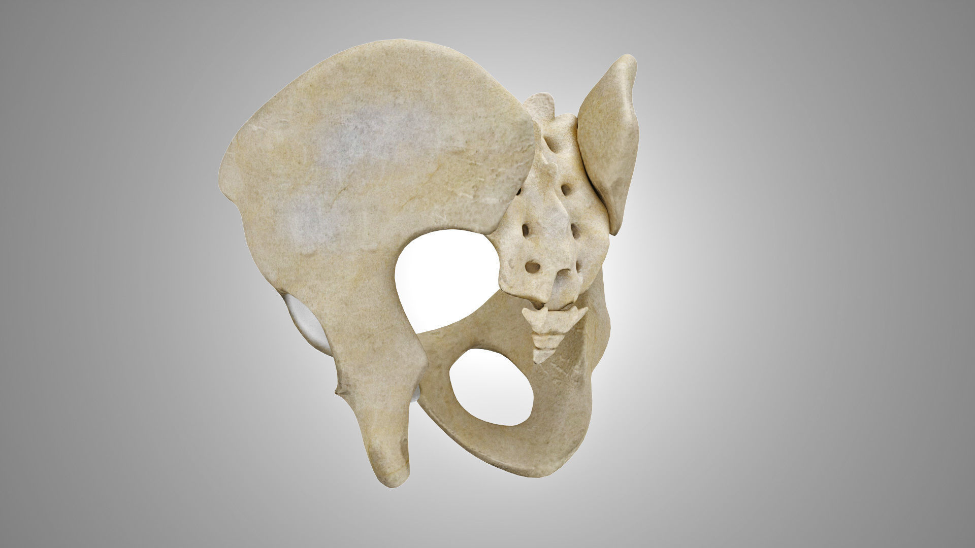 Female Pelvis 3D model_4