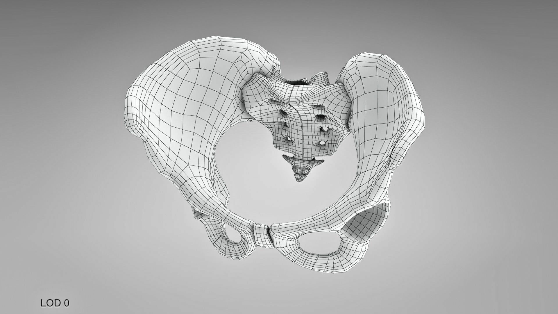 Female Pelvis 3D model_15