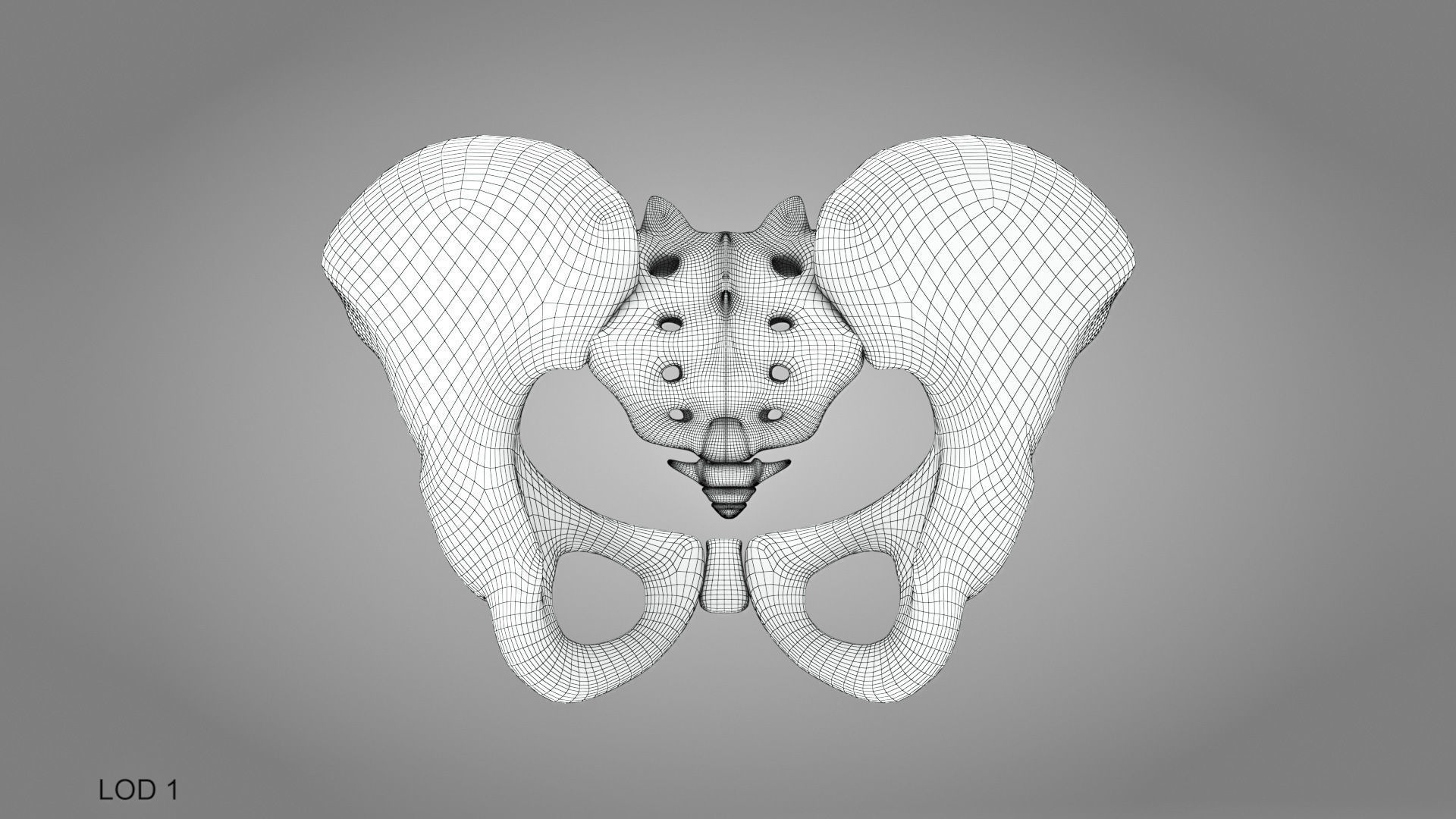 Female Pelvis 3D model_14