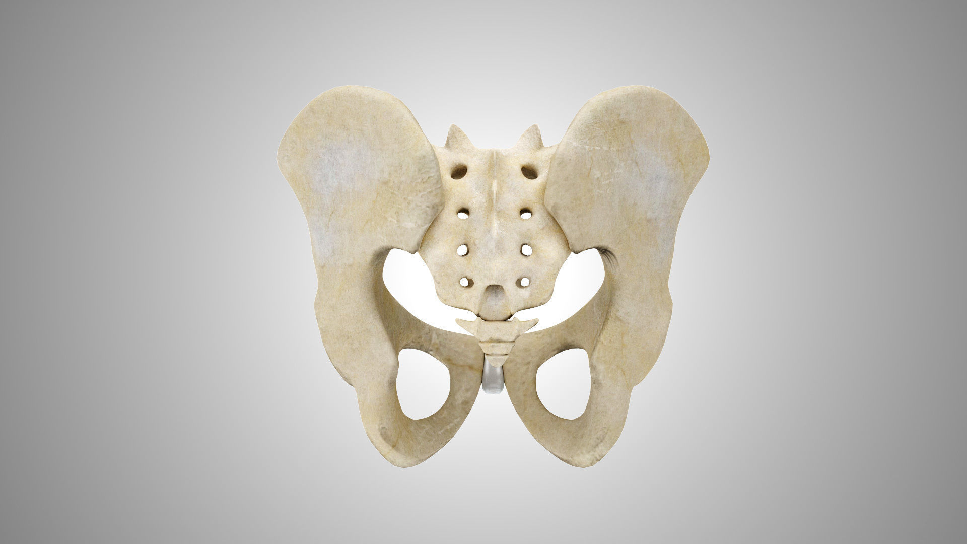 Male Pelvis 3D model_3