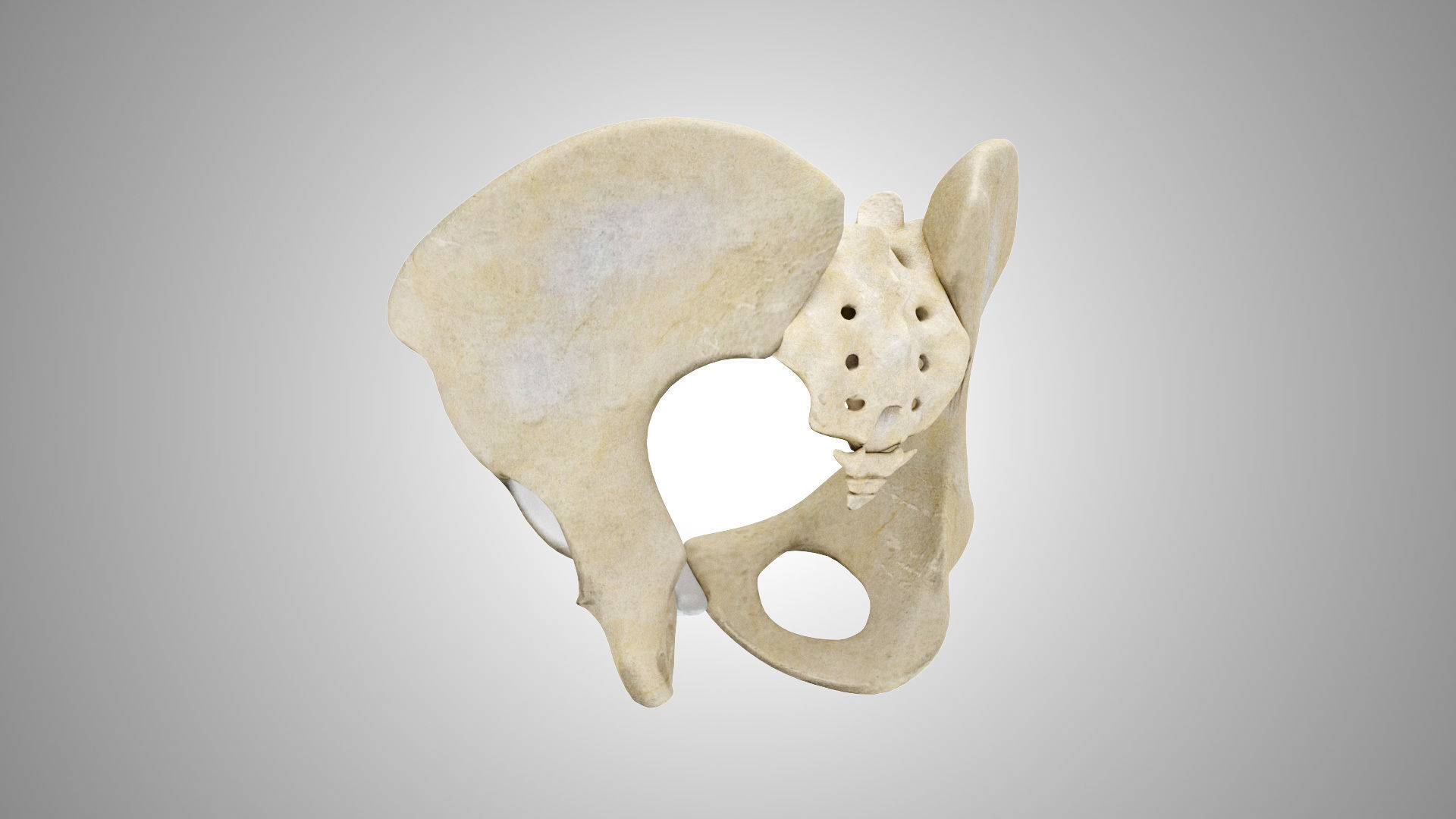 Male Pelvis 3D model_4