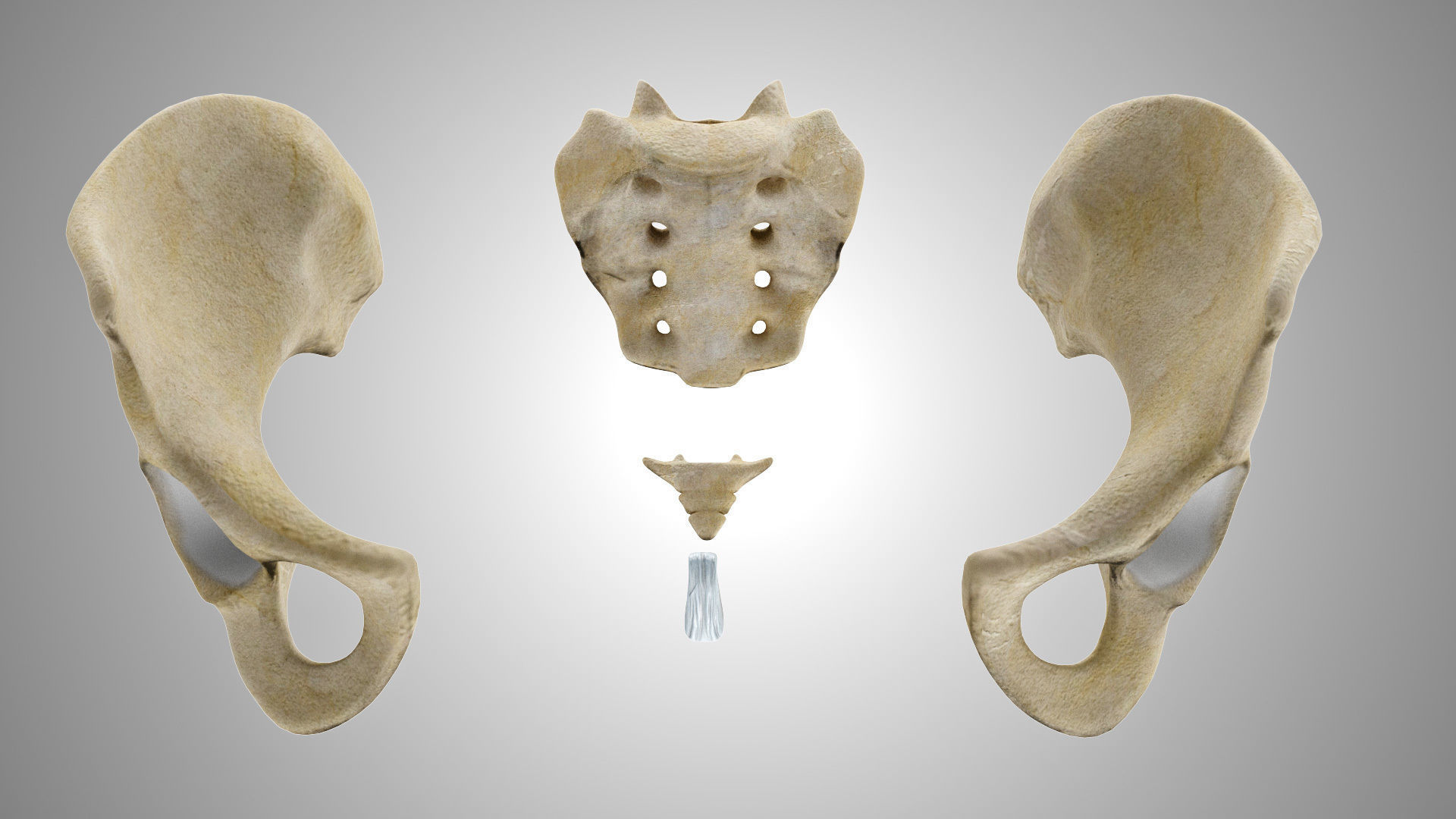 Male Pelvis 3D model_6