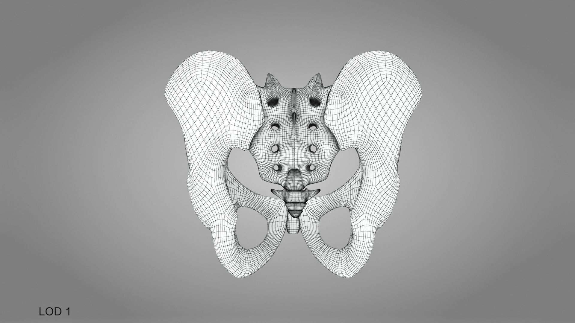 Male Pelvis 3D model_12