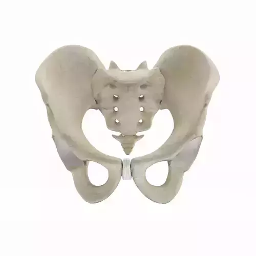 Male Pelvis 3D model