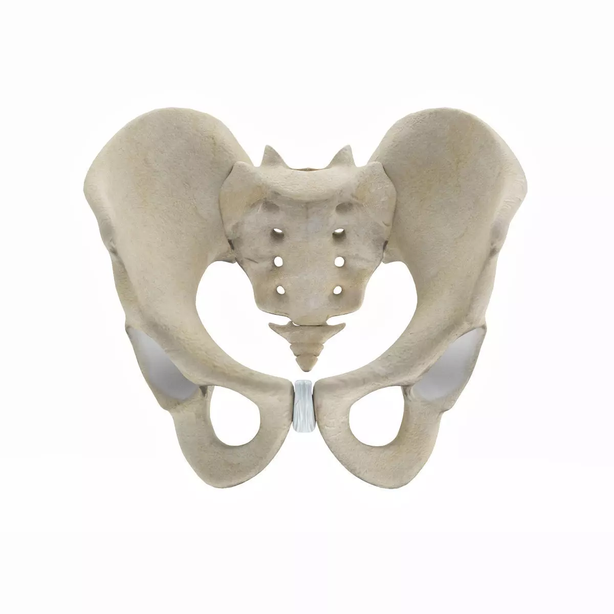Male Pelvis 3D model_0