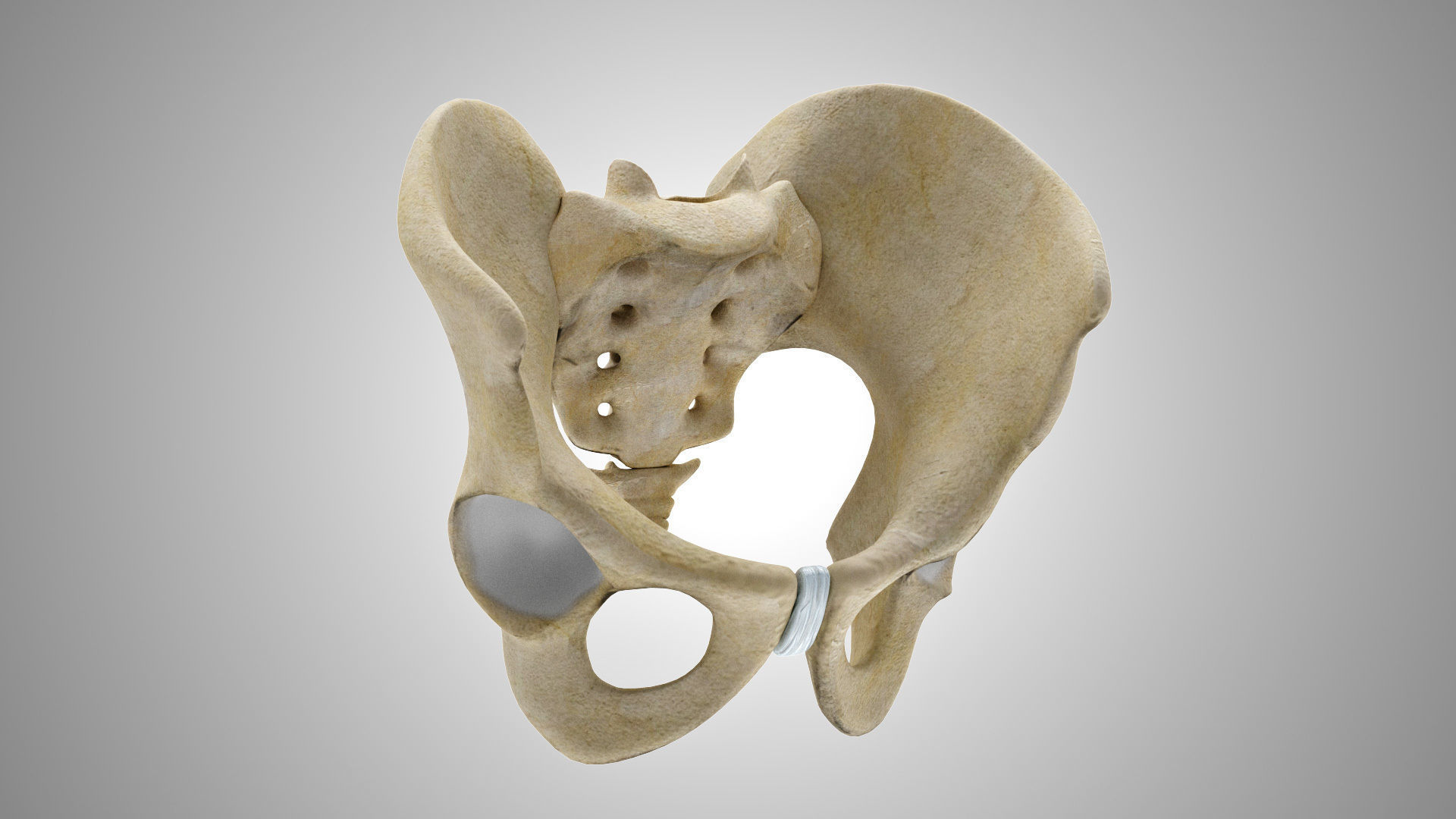 Male Pelvis 3D model_2