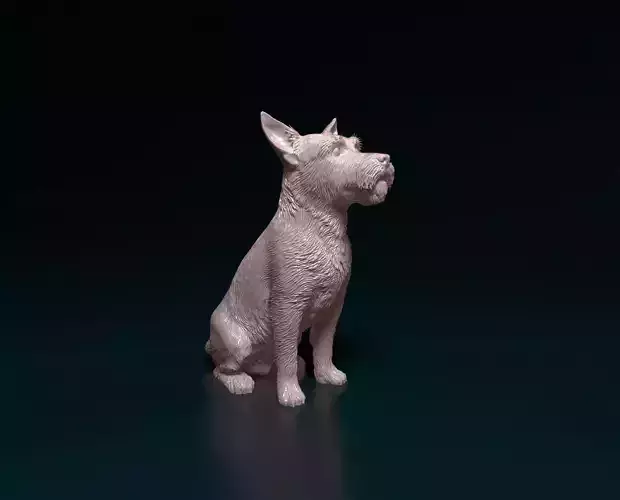 Jack Russell wire haired 3D print model