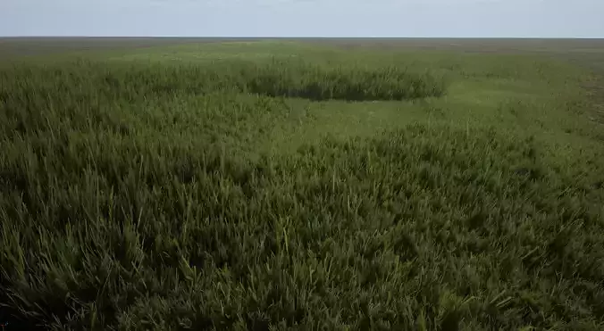 Grass Patches Low-poly 3D model