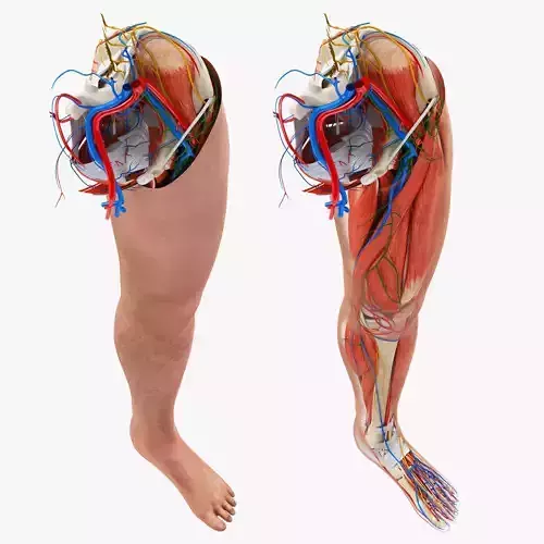 Detailed Human Leg Anatomy Low-poly 3D model