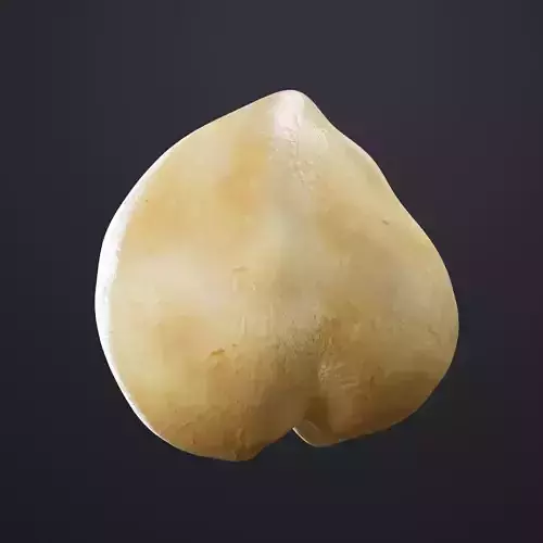 Macadamia Nut 3D model