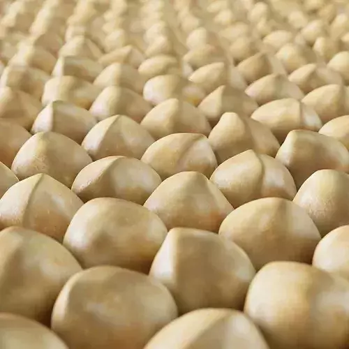 Macadamia Nut 3D model 5
