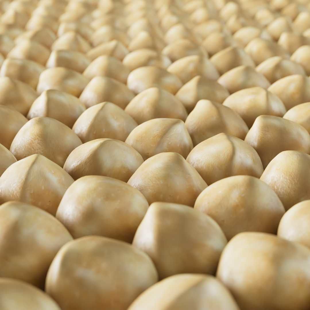 Macadamia Nut 3D model_4