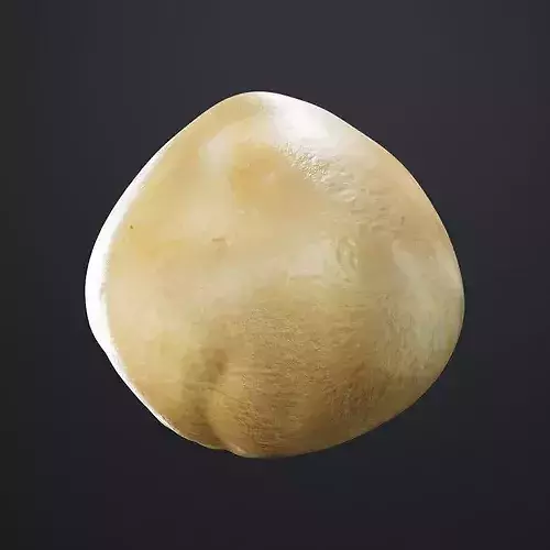 Macadamia Nut 3D model 4