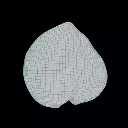 Macadamia Nut 3D model 6