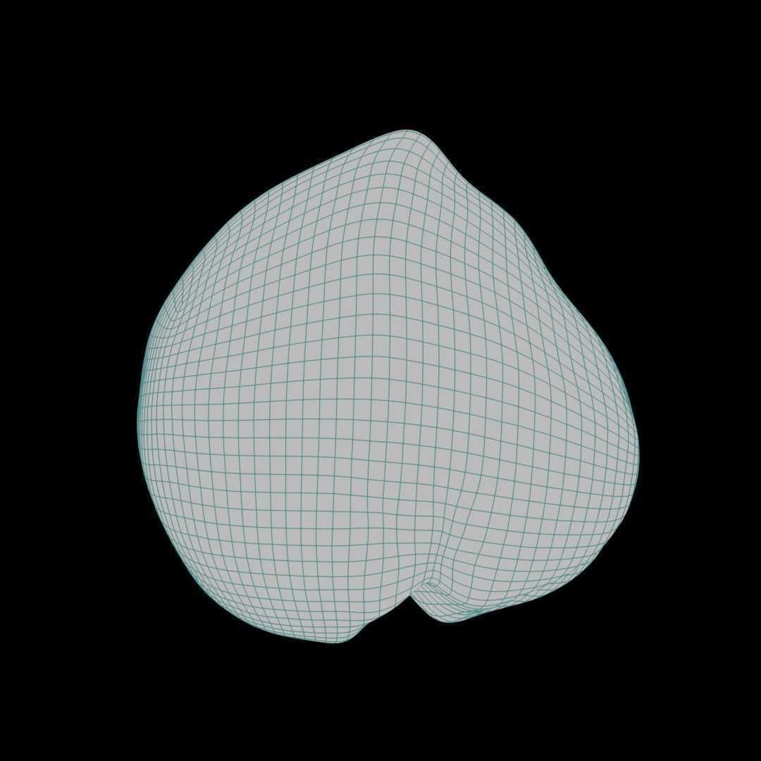 Macadamia Nut 3D model_5