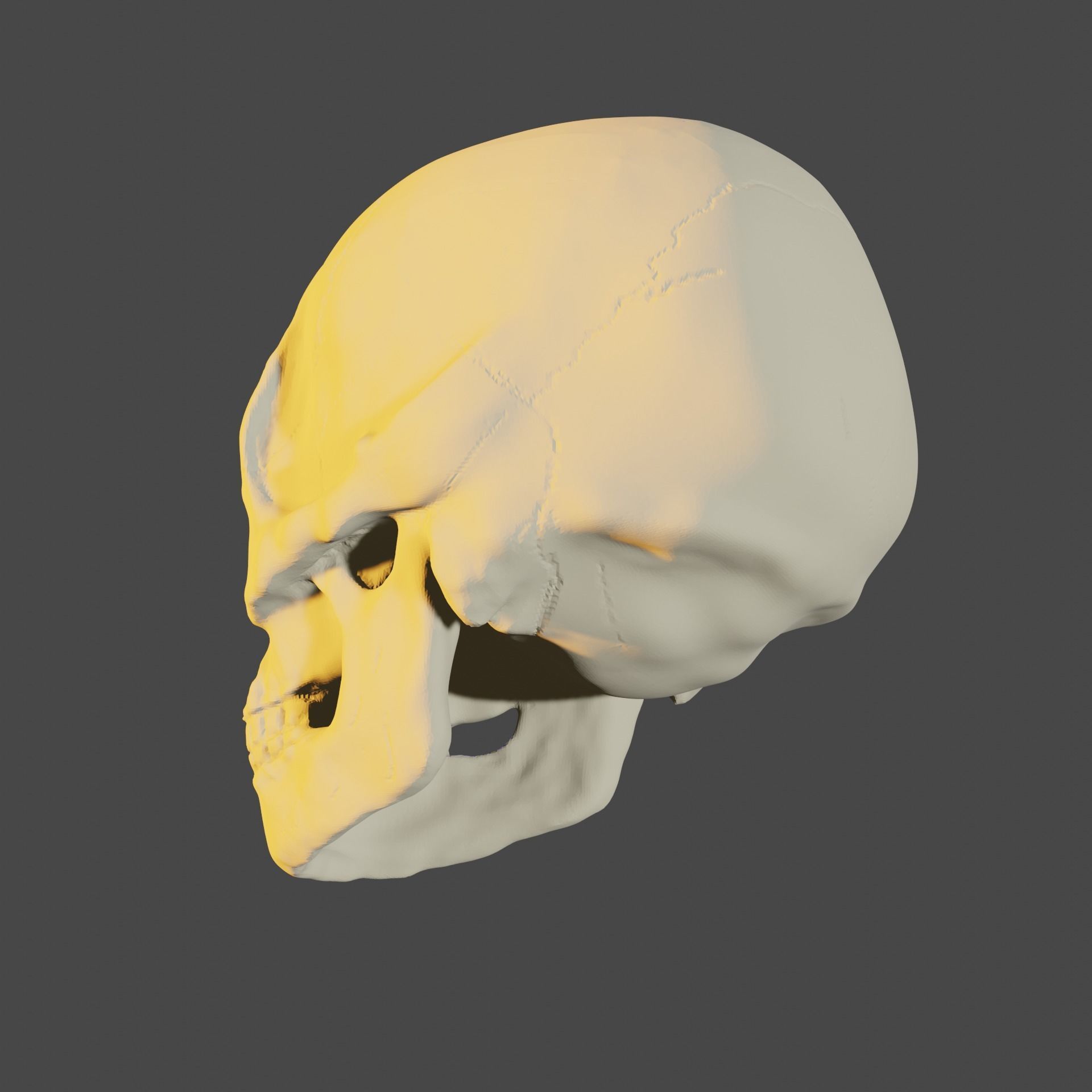 Bone skull PBR high-poly game-ready Low-poly 3D model_3
