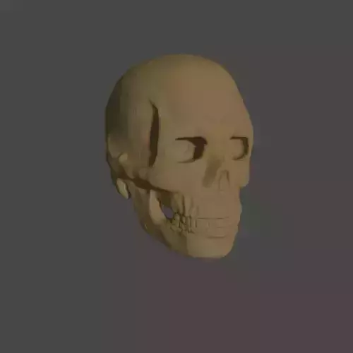 Bone skull PBR high-poly game-ready