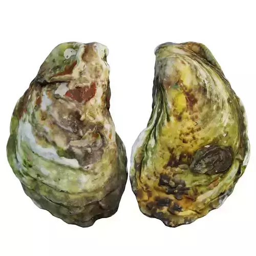 Oyster two oysters