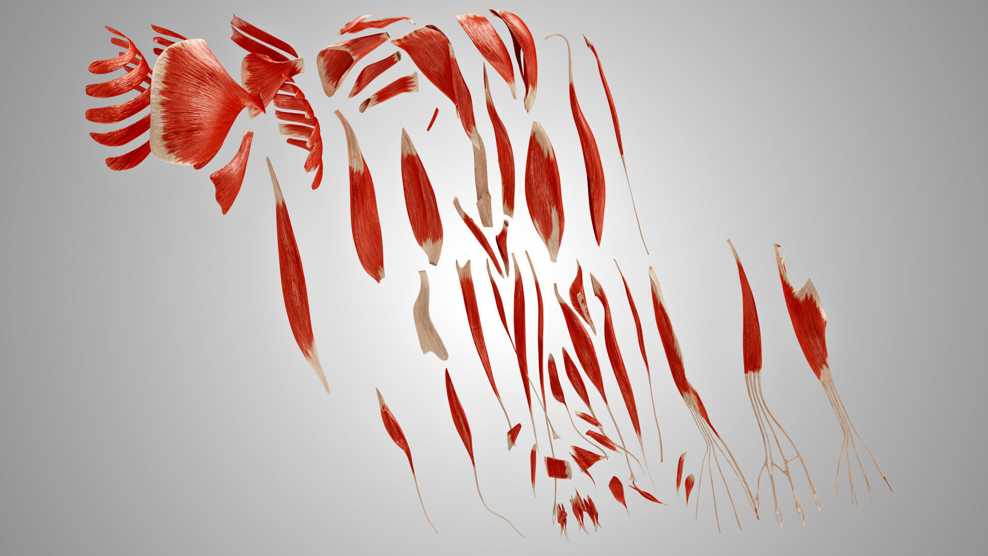 Complete Human Arm Anatomy Low-poly 3D model_12