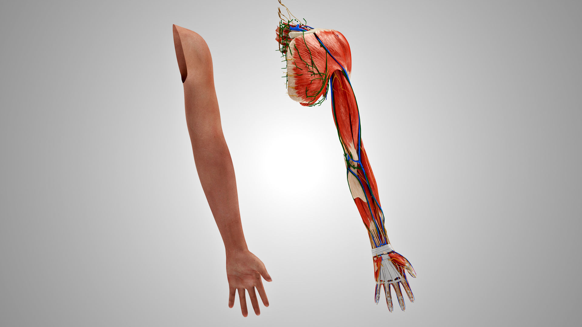 Complete Human Arm Anatomy Low-poly 3D model_5