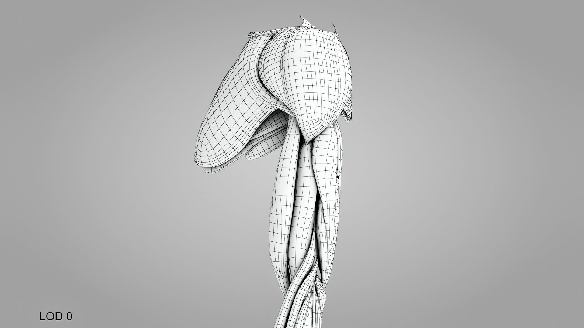 Complete Human Arm Anatomy Low-poly 3D model_18