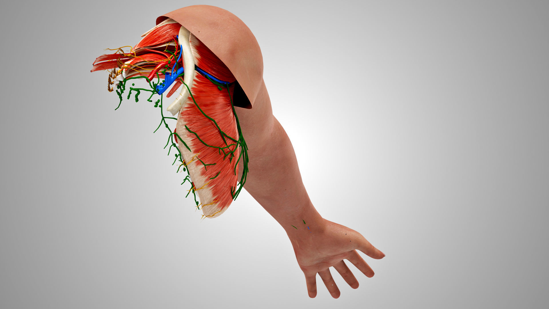 Complete Human Arm Anatomy Low-poly 3D model_3