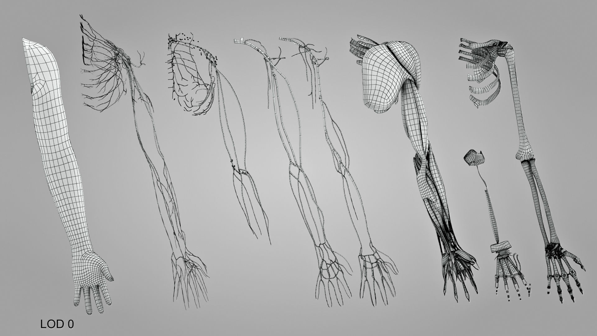 Complete Human Arm Anatomy Low-poly 3D model_26