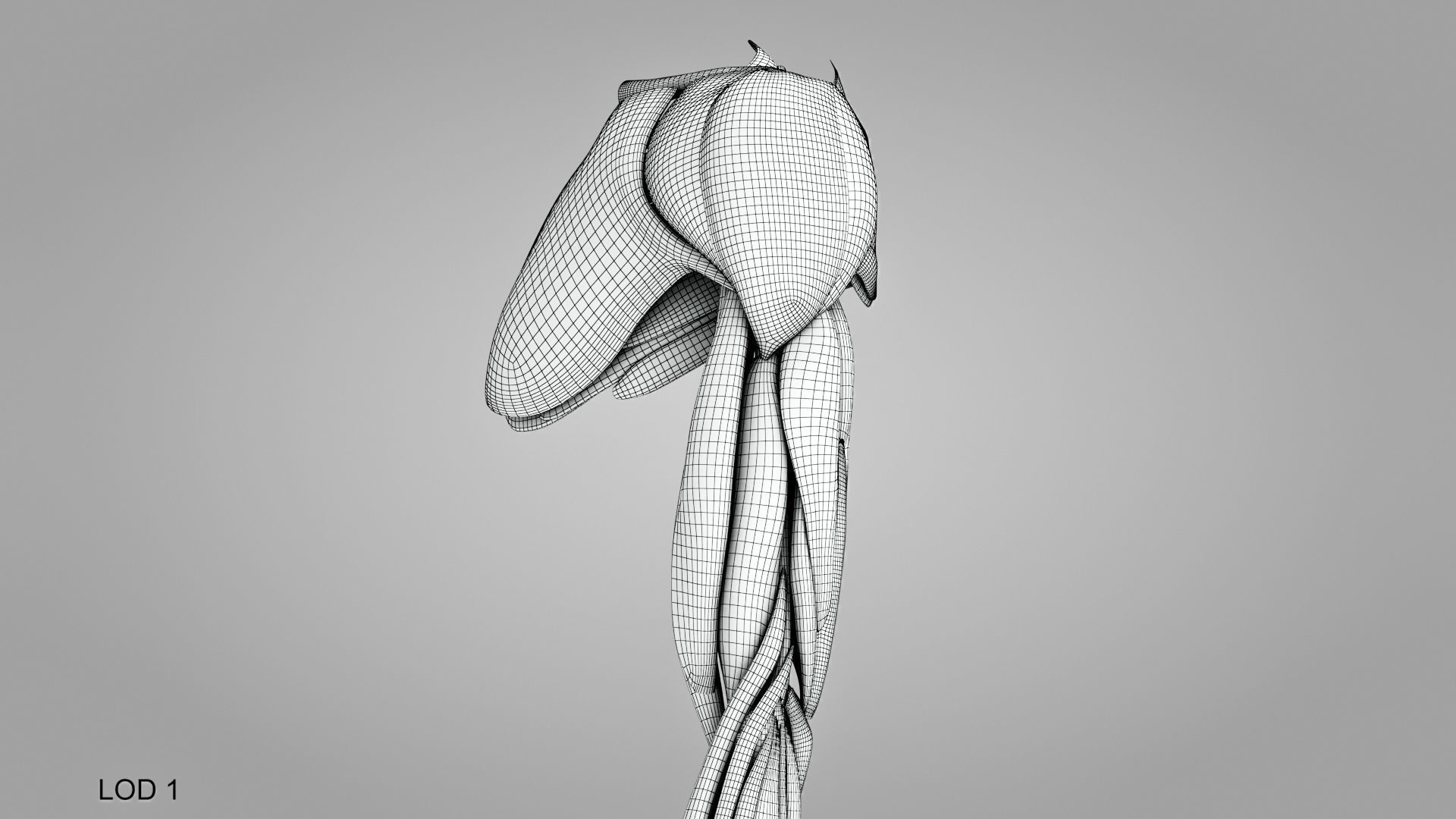 Complete Human Arm Anatomy Low-poly 3D model_19