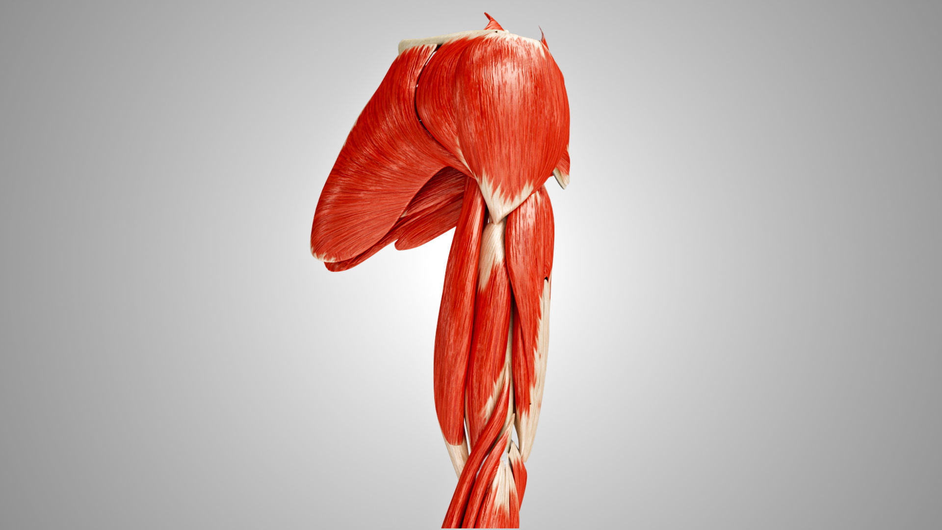 Complete Human Arm Anatomy Low-poly 3D model_11