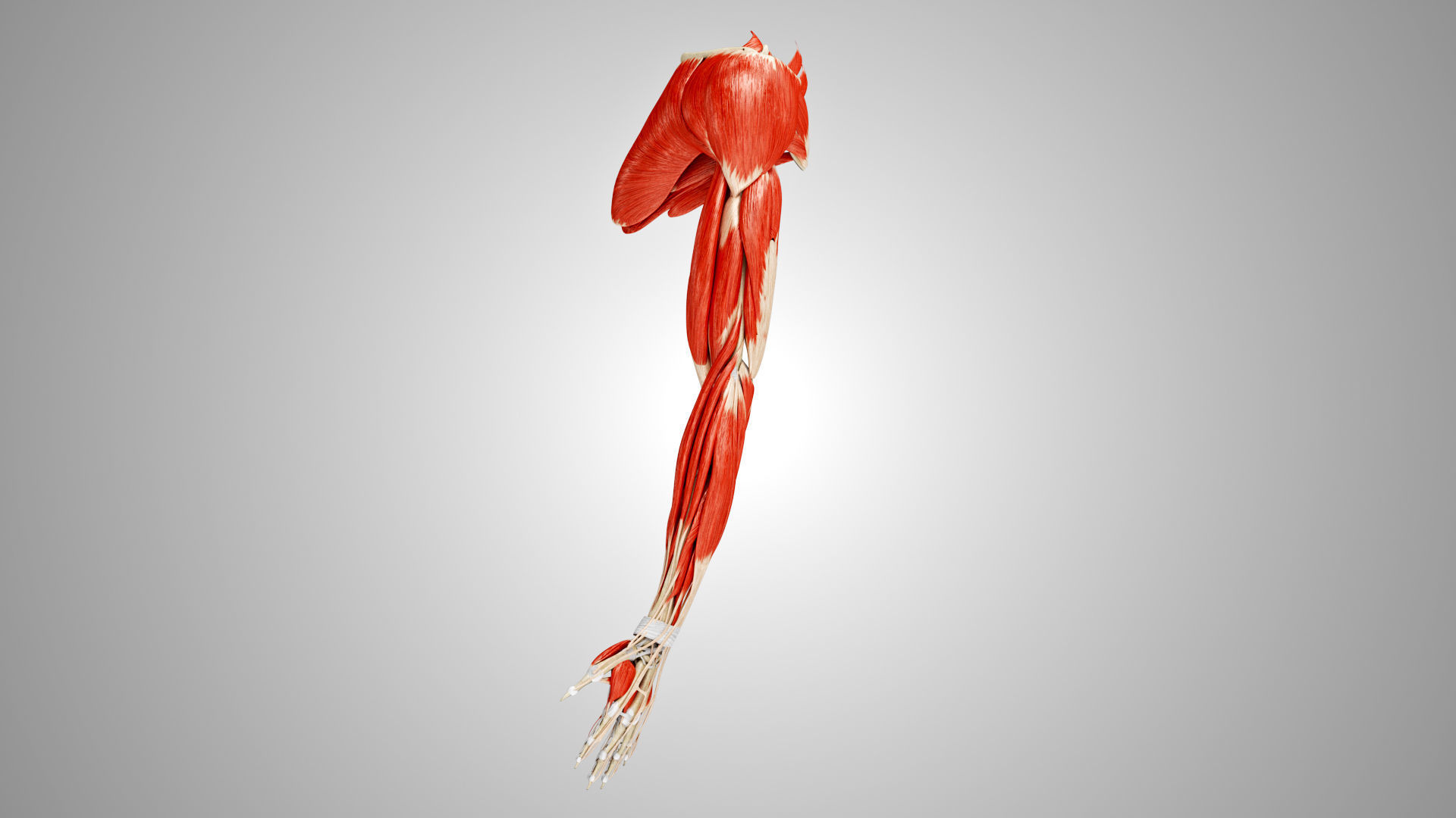 Complete Human Arm Anatomy Low-poly 3D model_15