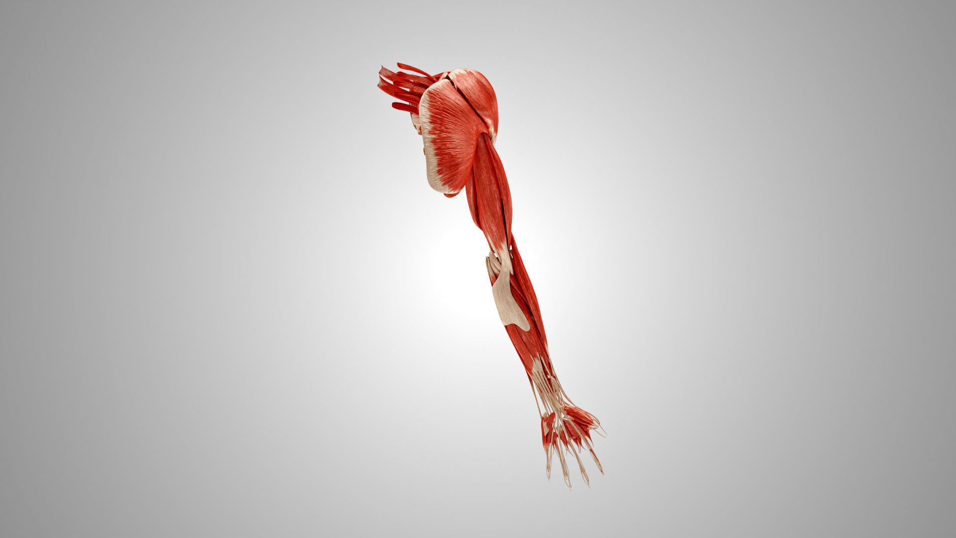 Complete Human Arm Anatomy Low-poly 3D model_13