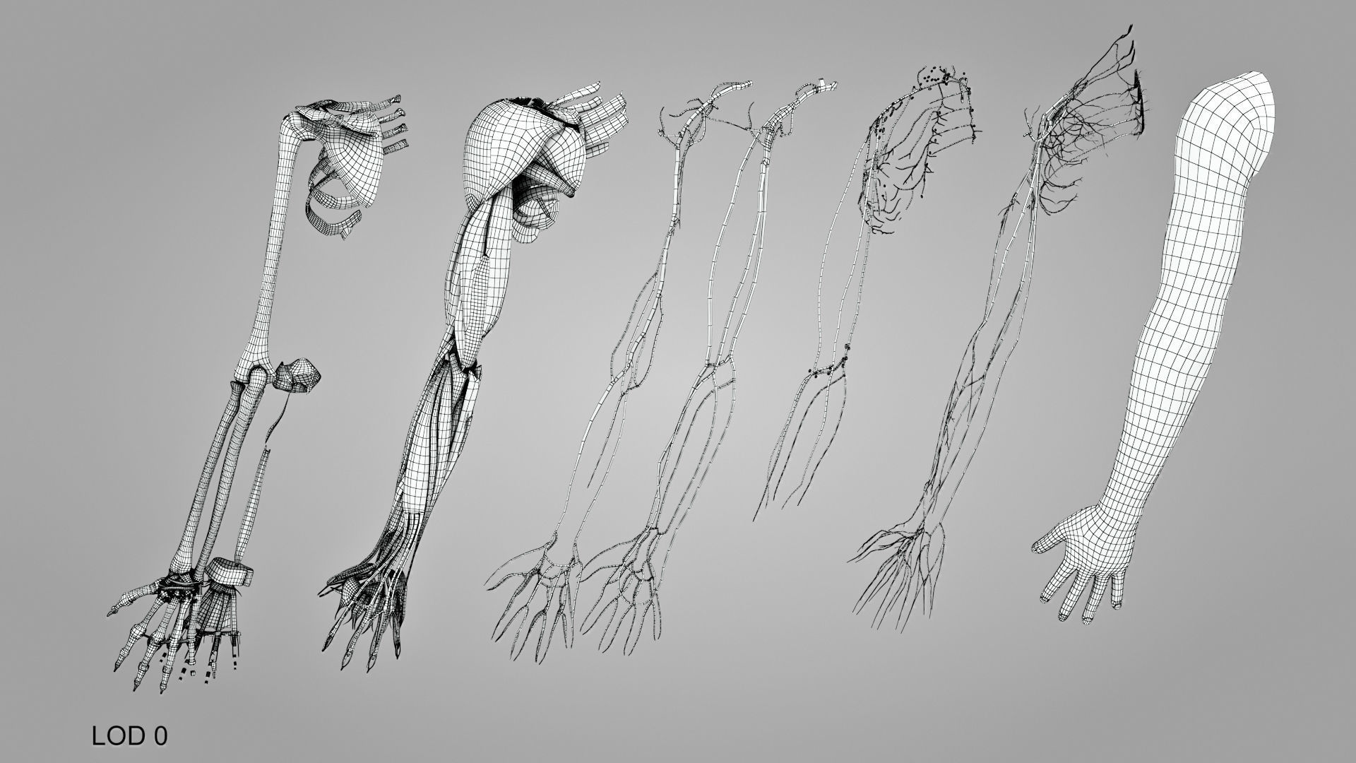 Complete Human Arm Anatomy Low-poly 3D model_20
