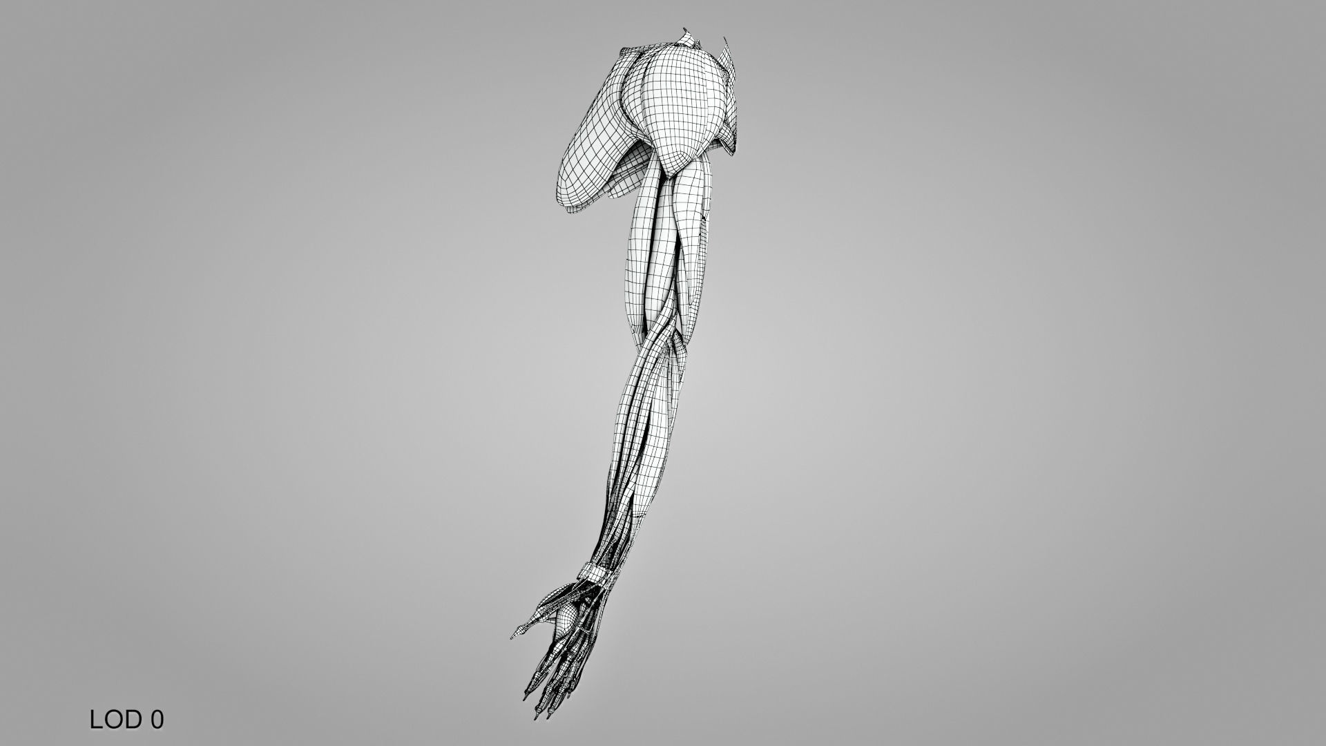 Complete Human Arm Anatomy Low-poly 3D model_30