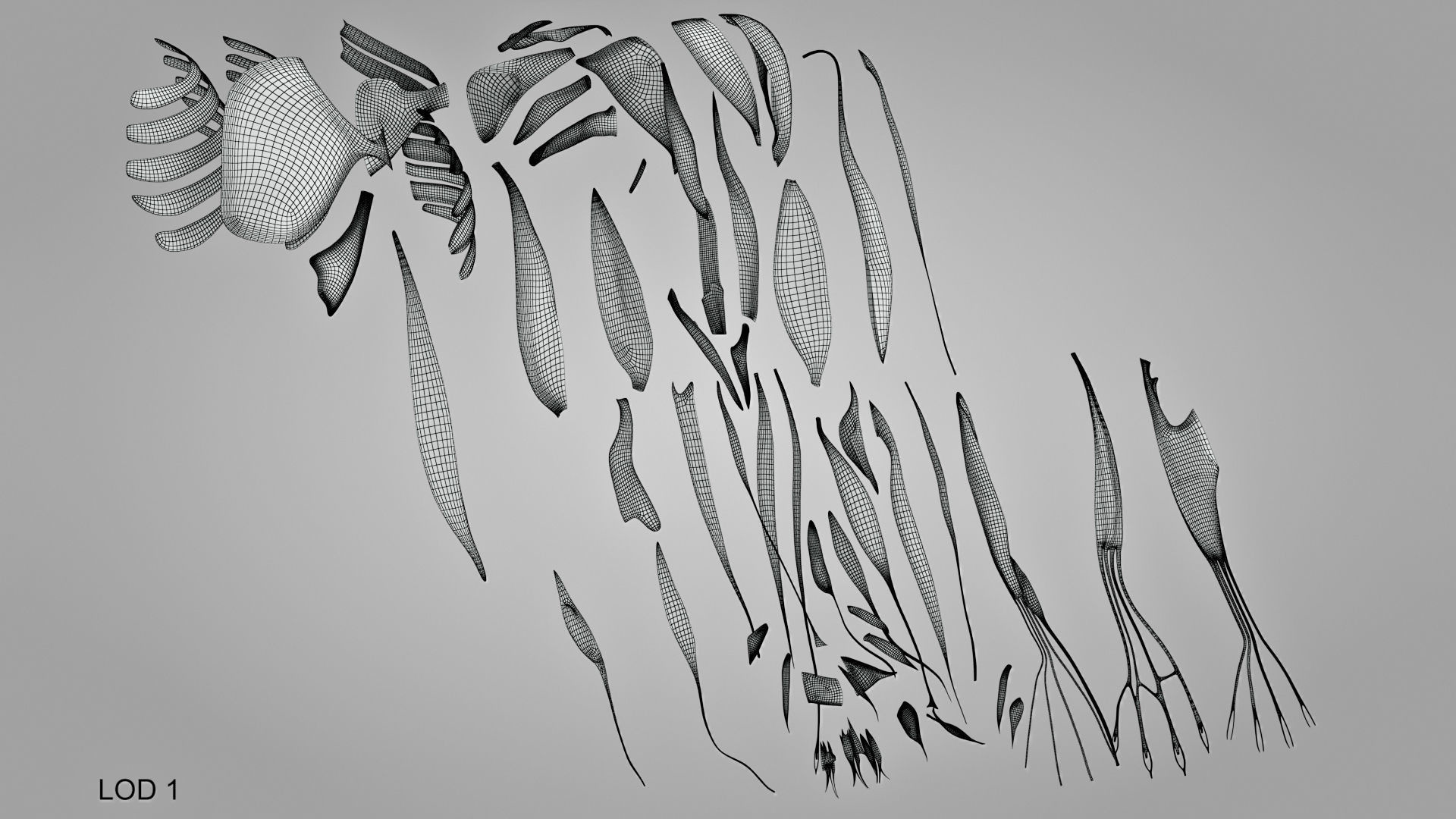 Complete Human Arm Anatomy Low-poly 3D model_23