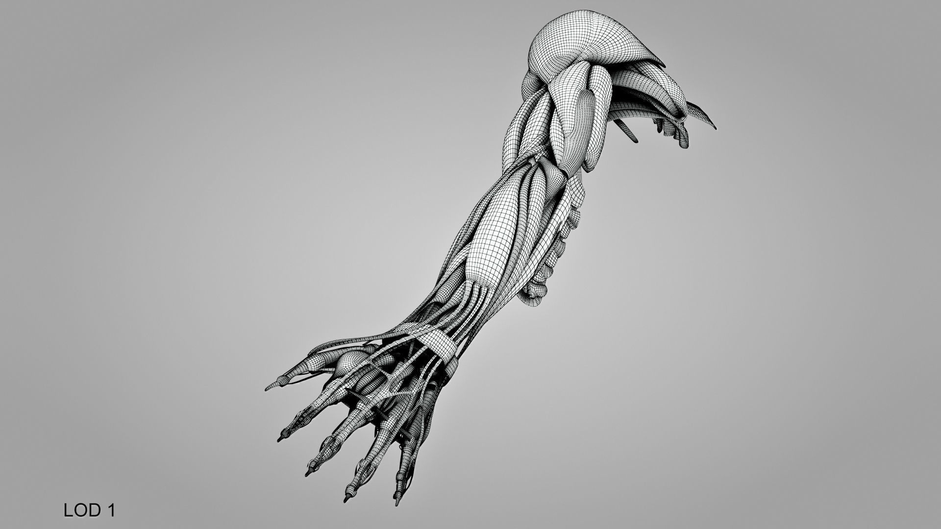 Complete Human Arm Anatomy Low-poly 3D model_17