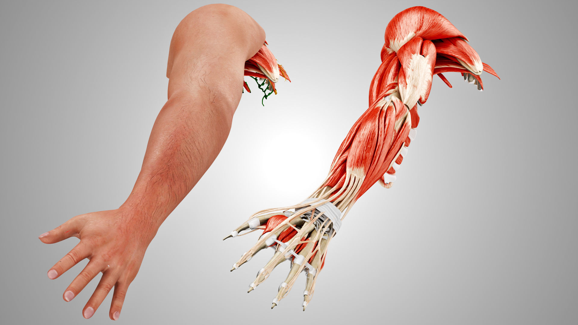 Complete Human Arm Anatomy Low-poly 3D model_2
