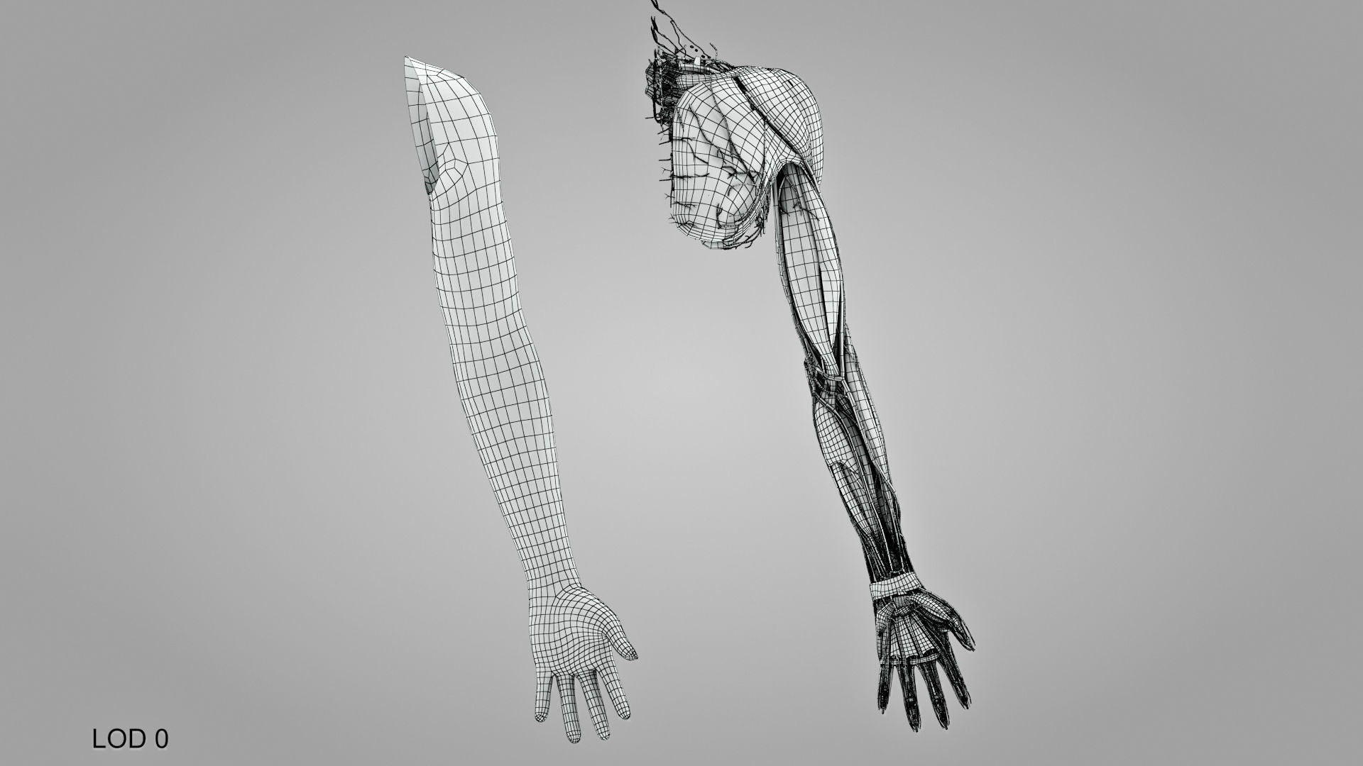 Complete Human Arm Anatomy Low-poly 3D model_28