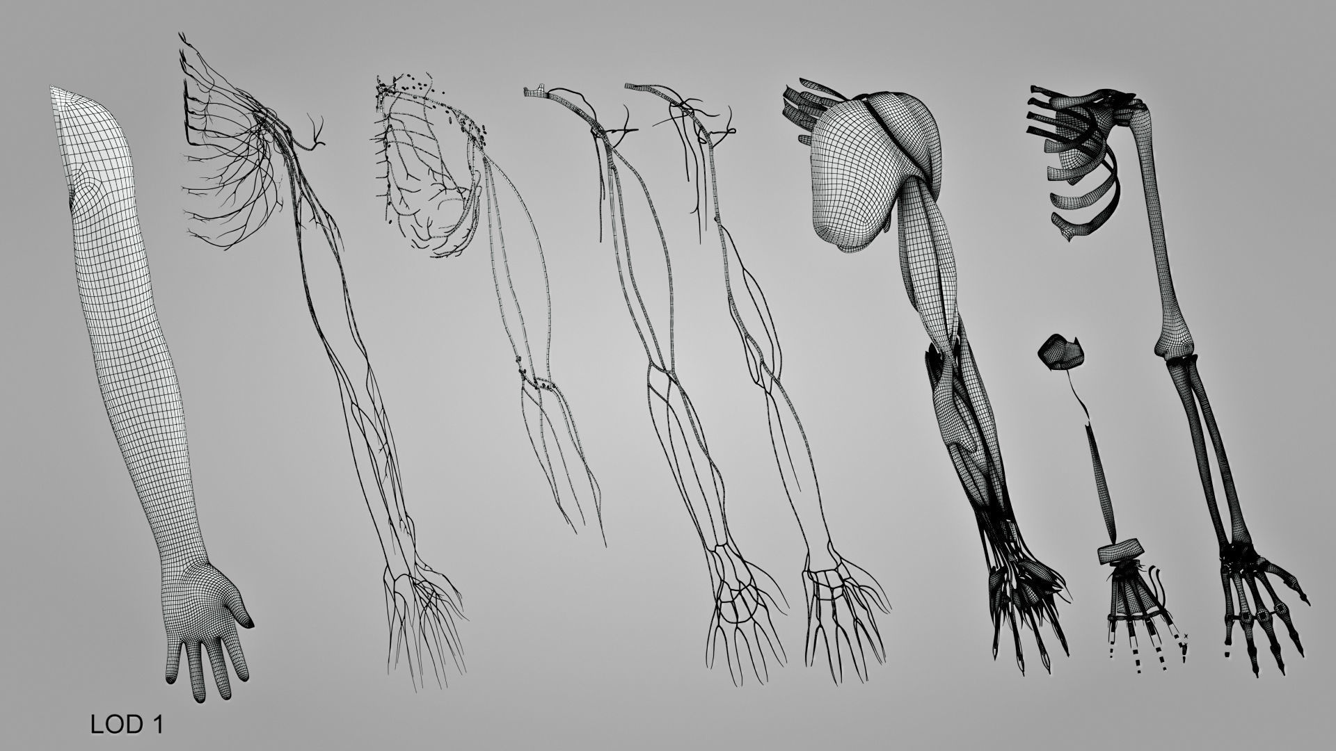 Complete Human Arm Anatomy Low-poly 3D model_27