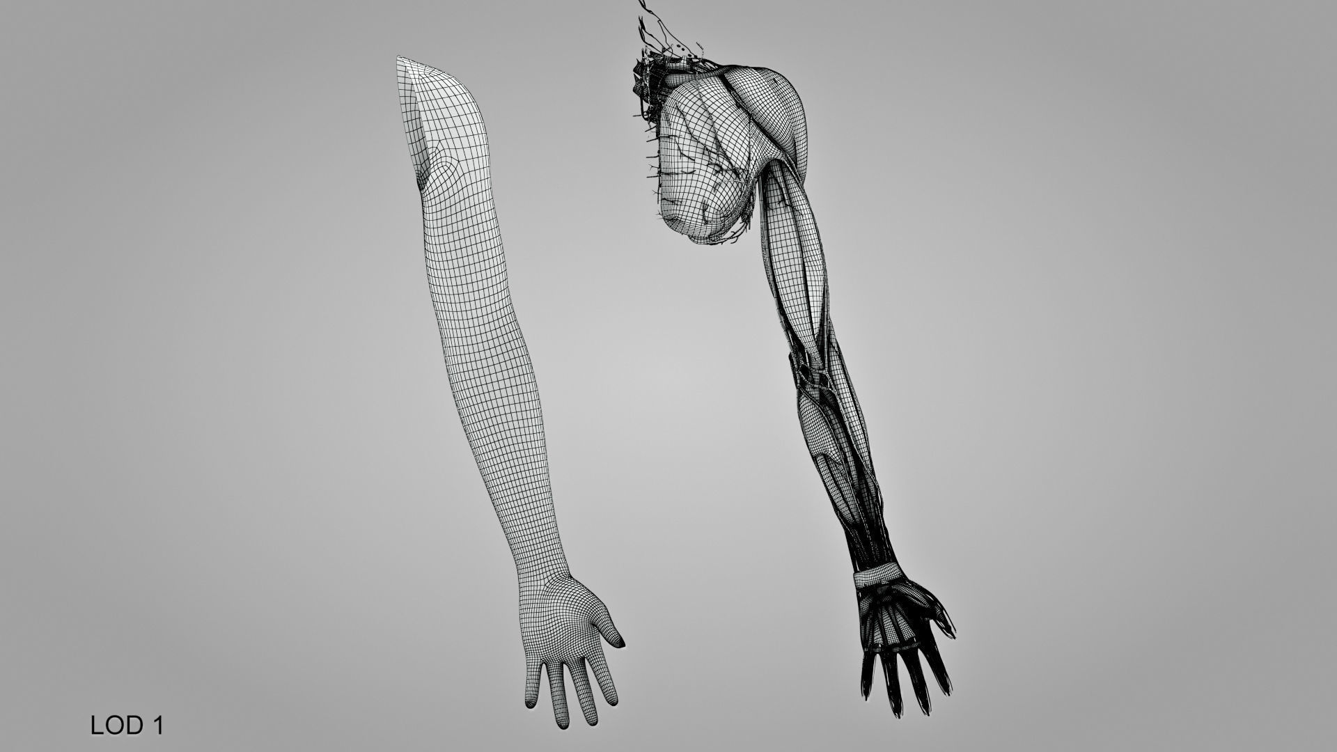 Complete Human Arm Anatomy Low-poly 3D model_29