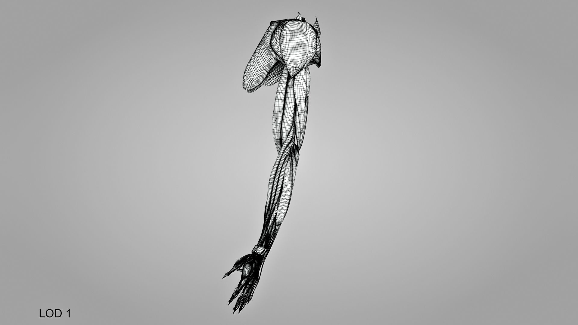 Complete Human Arm Anatomy Low-poly 3D model_31