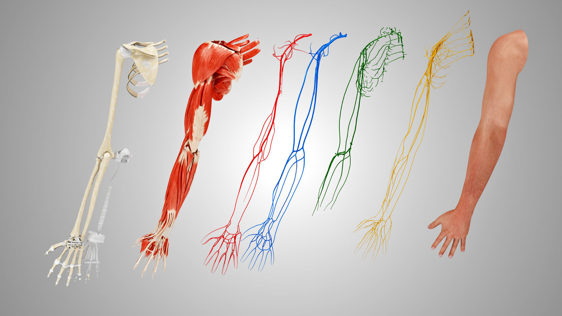 Complete Human Arm Anatomy Low-poly 3D model_9