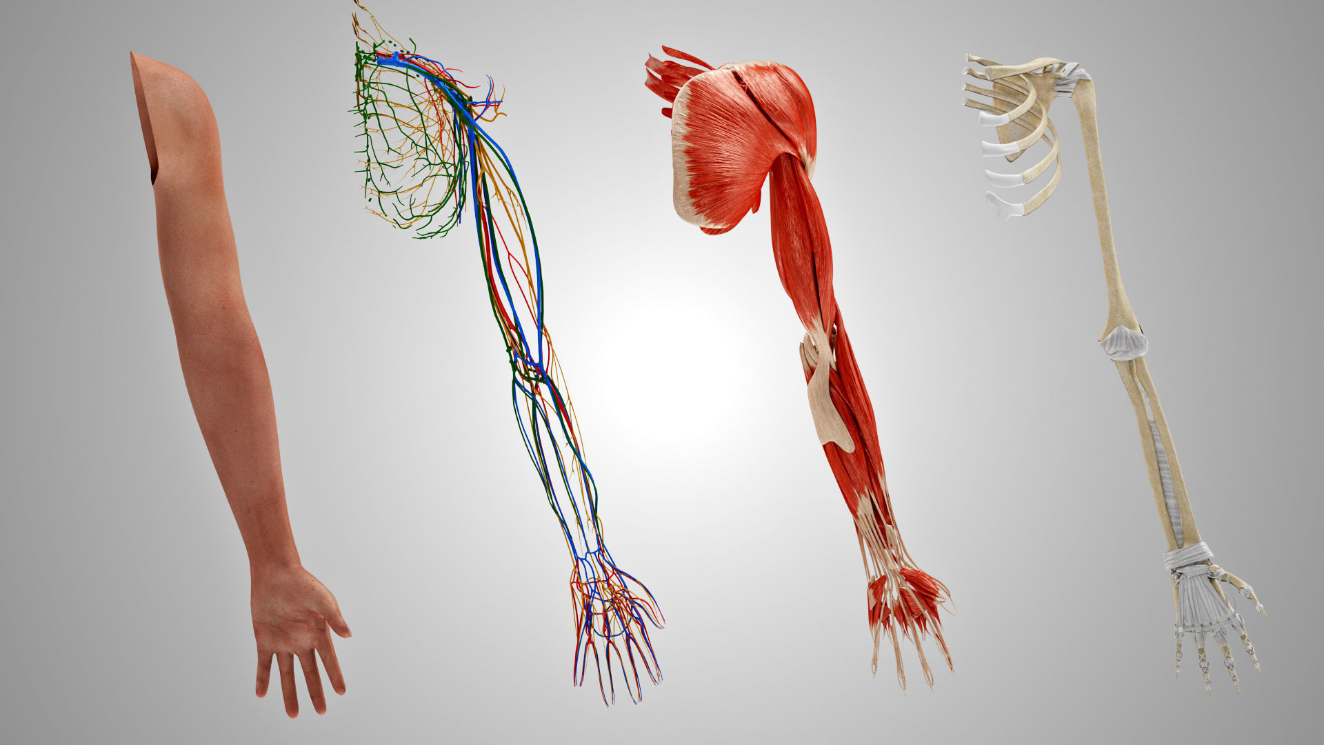 Complete Human Arm Anatomy Low-poly 3D model_7
