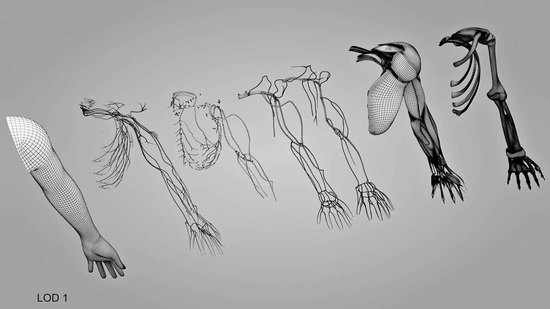 Complete Human Arm Anatomy Low-poly 3D model_25