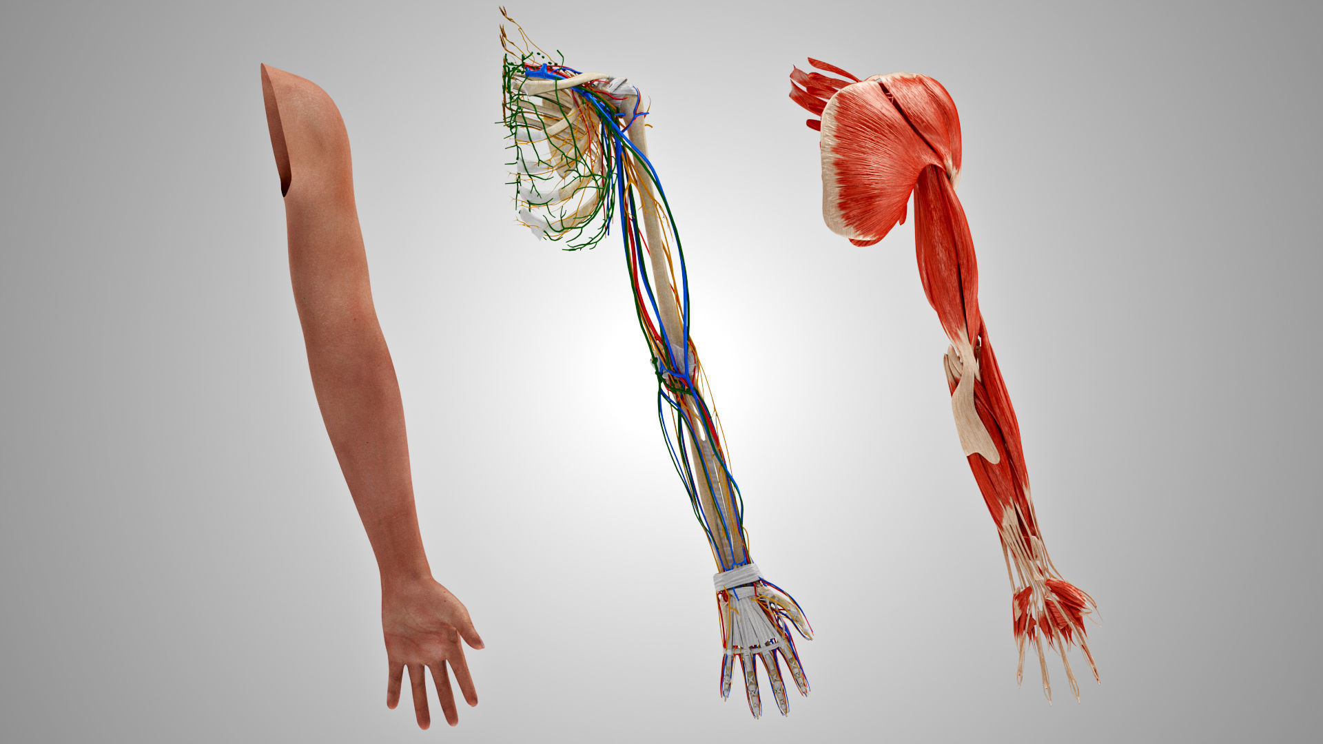 Complete Human Arm Anatomy Low-poly 3D model_6