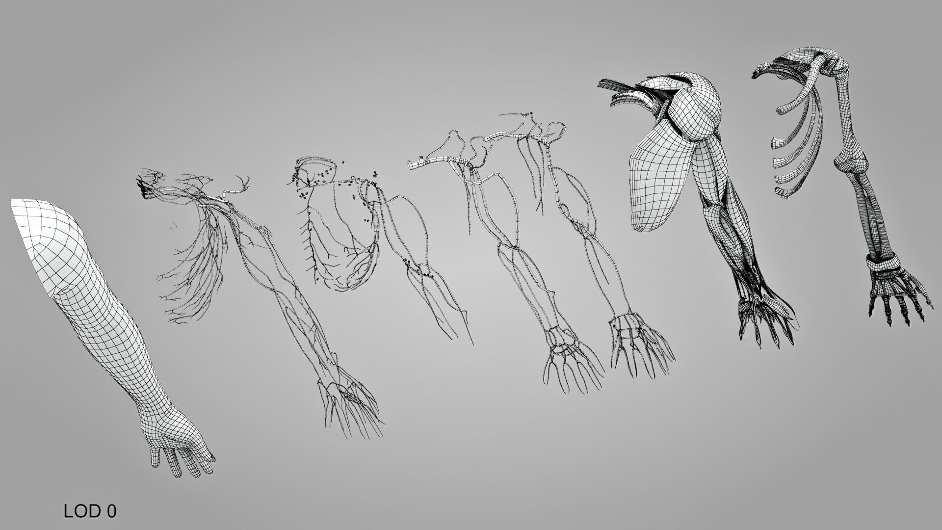 Complete Human Arm Anatomy Low-poly 3D model_24